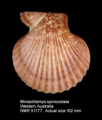 Mimachlamys spinicostata (2).jpg - Mimachlamys spinicostata Dijkstra & Beu,2018